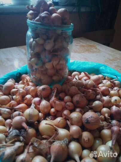 Лук севок сорт Погарский, чернушка сорт Погарский