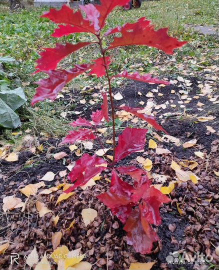 Саженцы и желуди канадского (красного) дуба