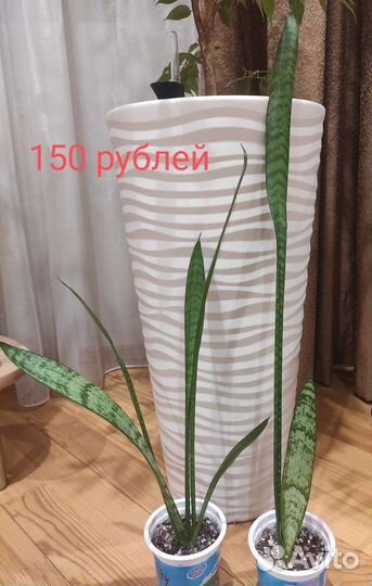 Сансевиерия, щучий хвост, тёщин язык