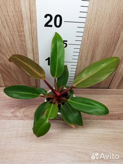 Филодендрон Спатифиллум Шизматоглоттис Монстера