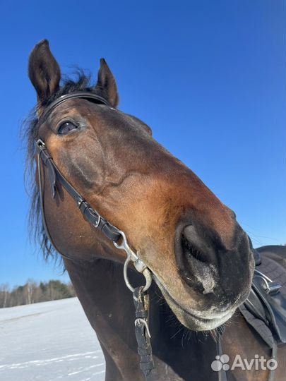 Лошадь(аренда)