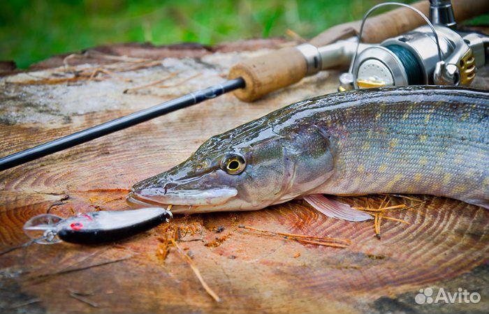 Трояки рыбалка