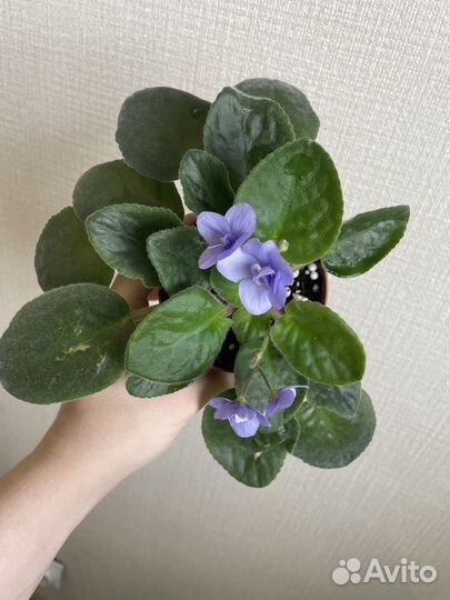 Цветущая фиалка