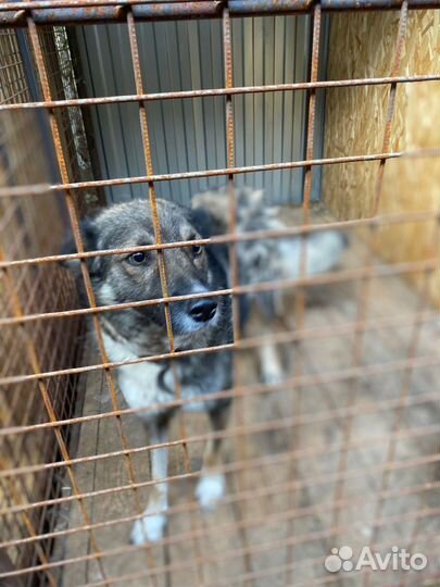 Собака предана