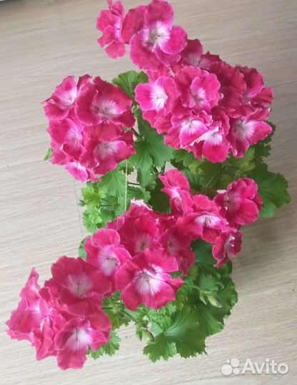 Пеларгония королевская
