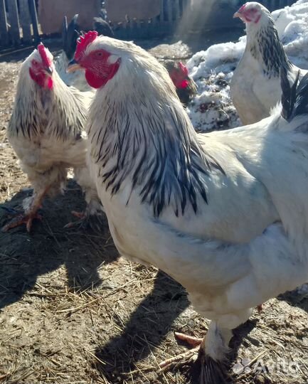 Петух брама