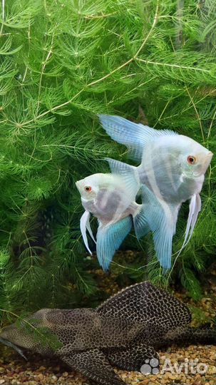 Аквариумные растения - 