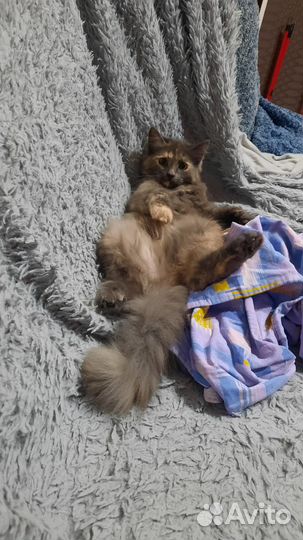 Котята ищут дом