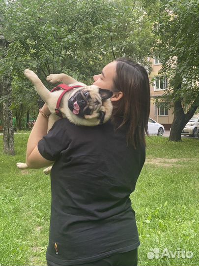 Мопс(1 год) в семью с собакой