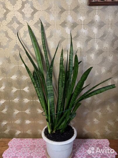 Цветок Сансевиерия (тещин язык)