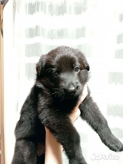 Немецкая овчарка