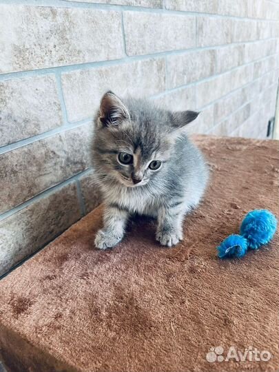 Котята