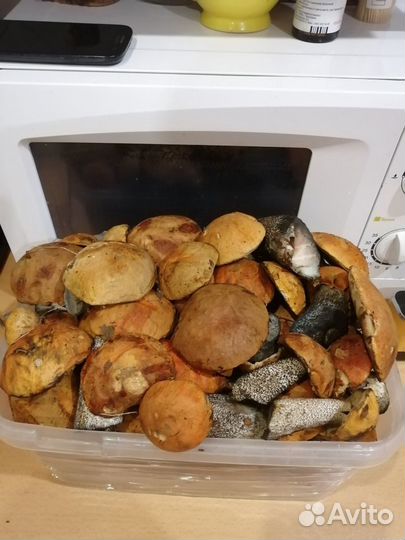 Грибы подосиновики