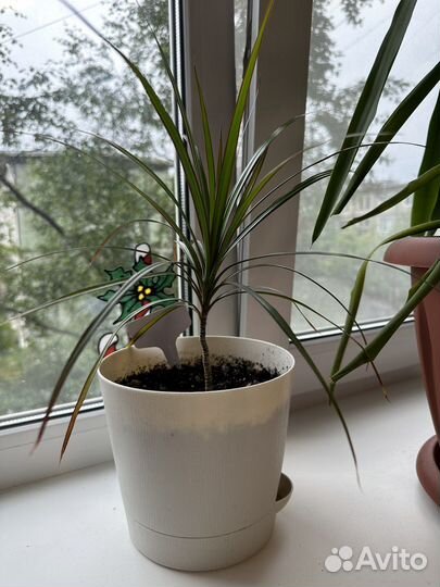 Домашние растения