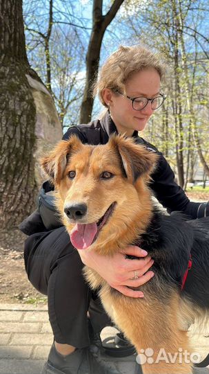 Собака в добрые руки