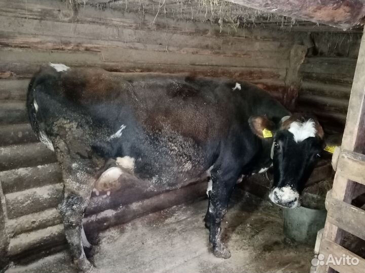 Корова на мясо