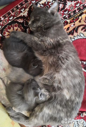 Котята в добрые руки бесплатно