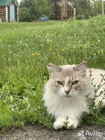 Невский маскарадный кот