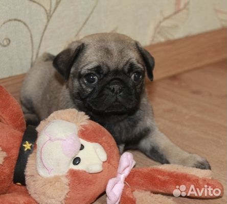 Щенок мопса