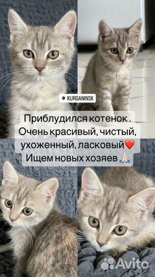Котенок в добрые руки