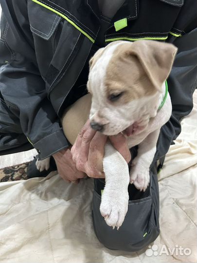 Собака стаффорд щенки