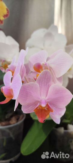 Орхидеи 4шт