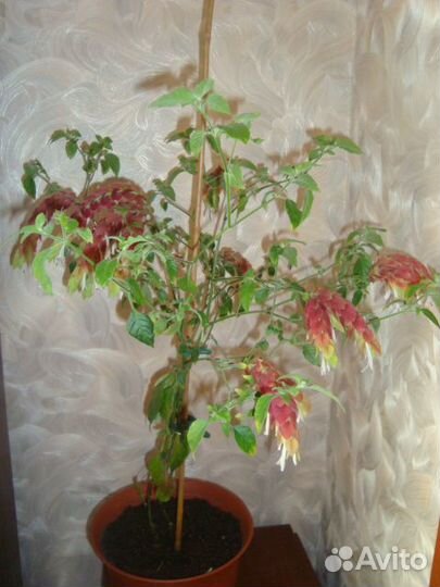 Белоперона и Абутилон (Китайский клен