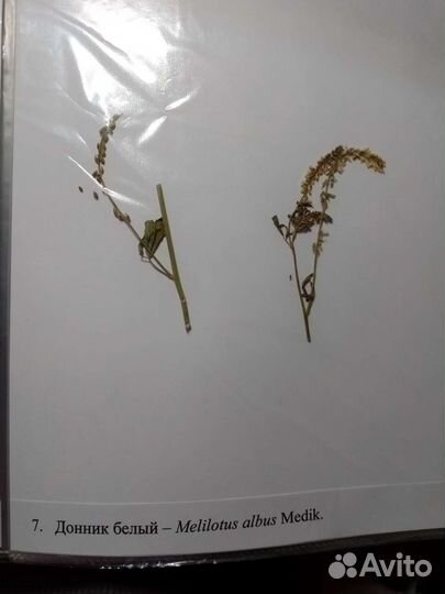 Гербарии без корней