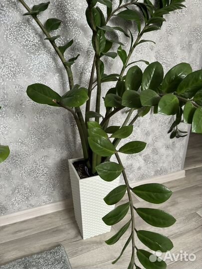 Замиокулькас