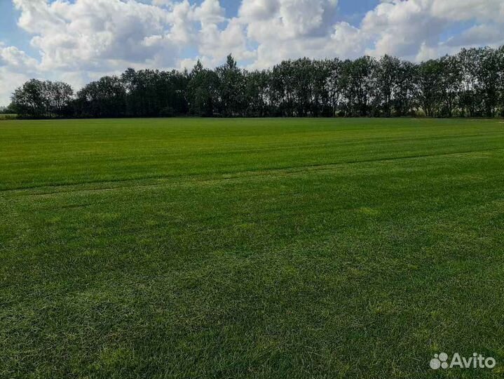 Рулонный газон, укладка, продажа