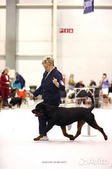 Вязка ротвейлера