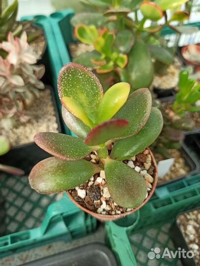 Сортовые крассулы (толстянки)