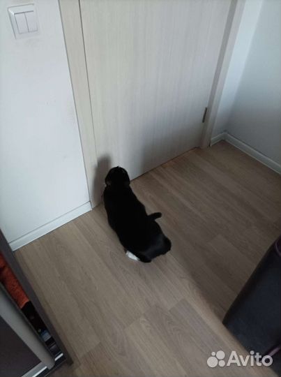 Кошки в добрые руки бесплатно