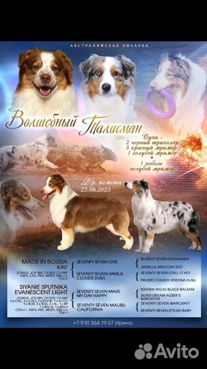 Щенки Австралийской овчарки