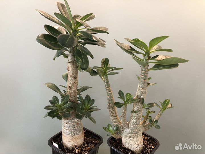 Adenium Thai Socotranum Chada Petch