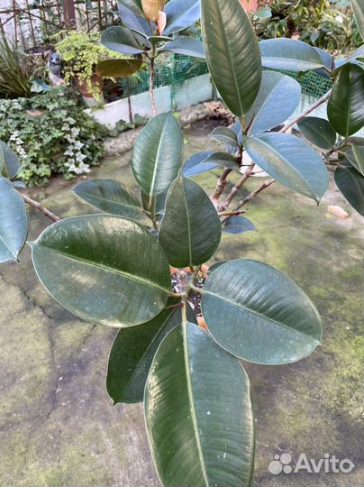 Фикус каучуконосный