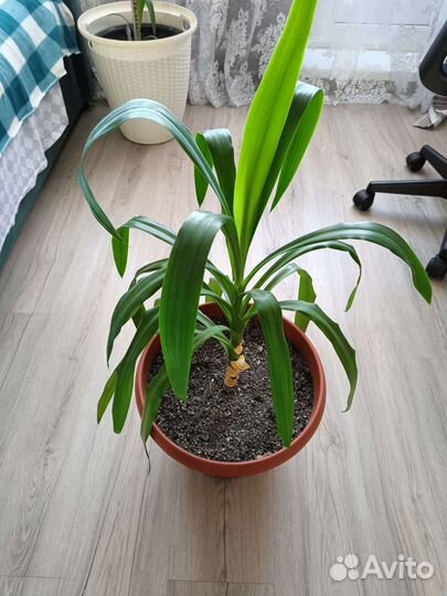 Пальма юкка