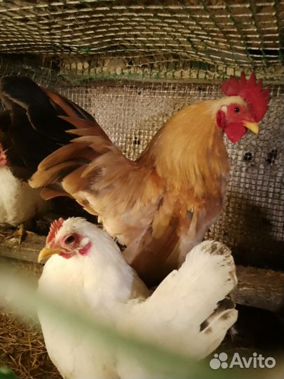 Яйцо инкубац. Породн. кур