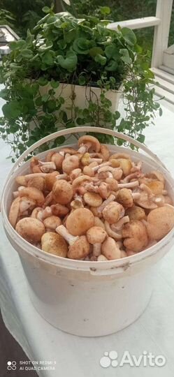 Грибы опята свежие