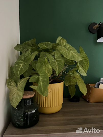 Сингониум, домашнее растение