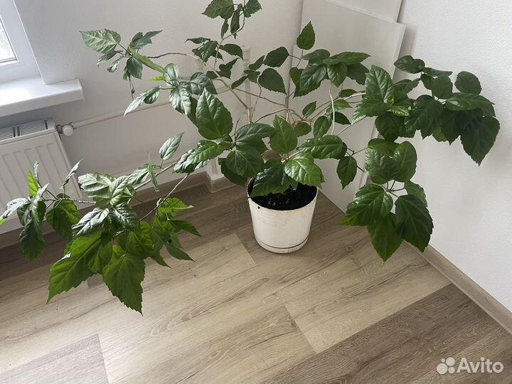 Комнатные растения гибискус