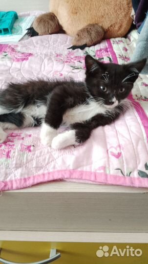 Кошечки 2 месяца