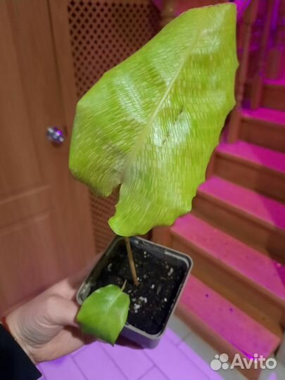 Калатея нетворк