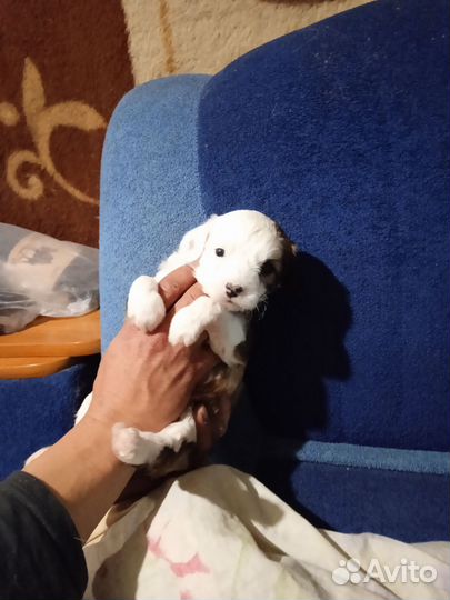 Маленькая собака