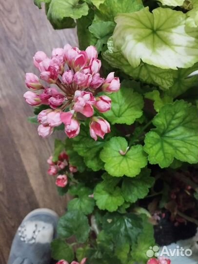 Цветы пеларгония,фикусы,иписция,герань тульпанка