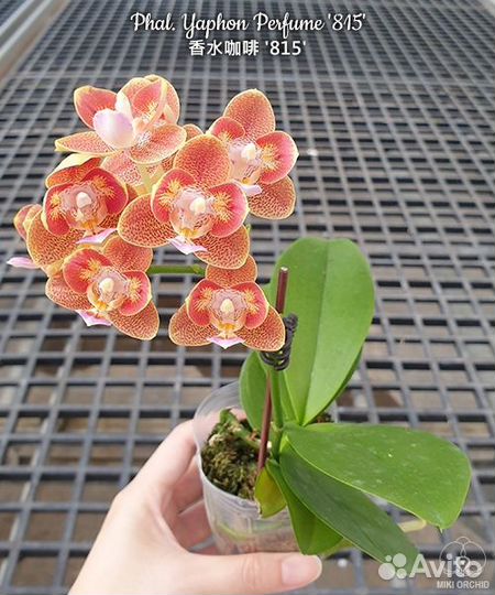 Орхидея Phal. Yaphon Perfume '815' ароматный