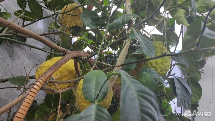 Лимон пандероза