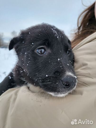 Щенки