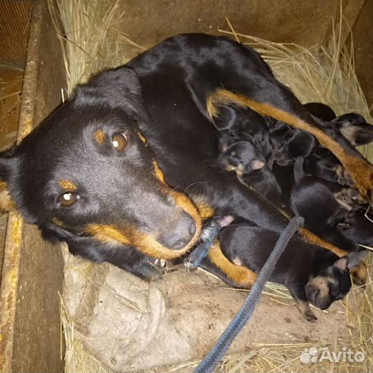 Компаньон в охоте