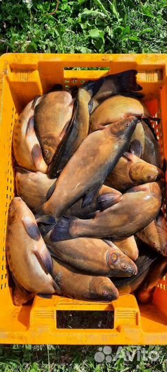 Свежая рыба линь,уклейка (немелкая)